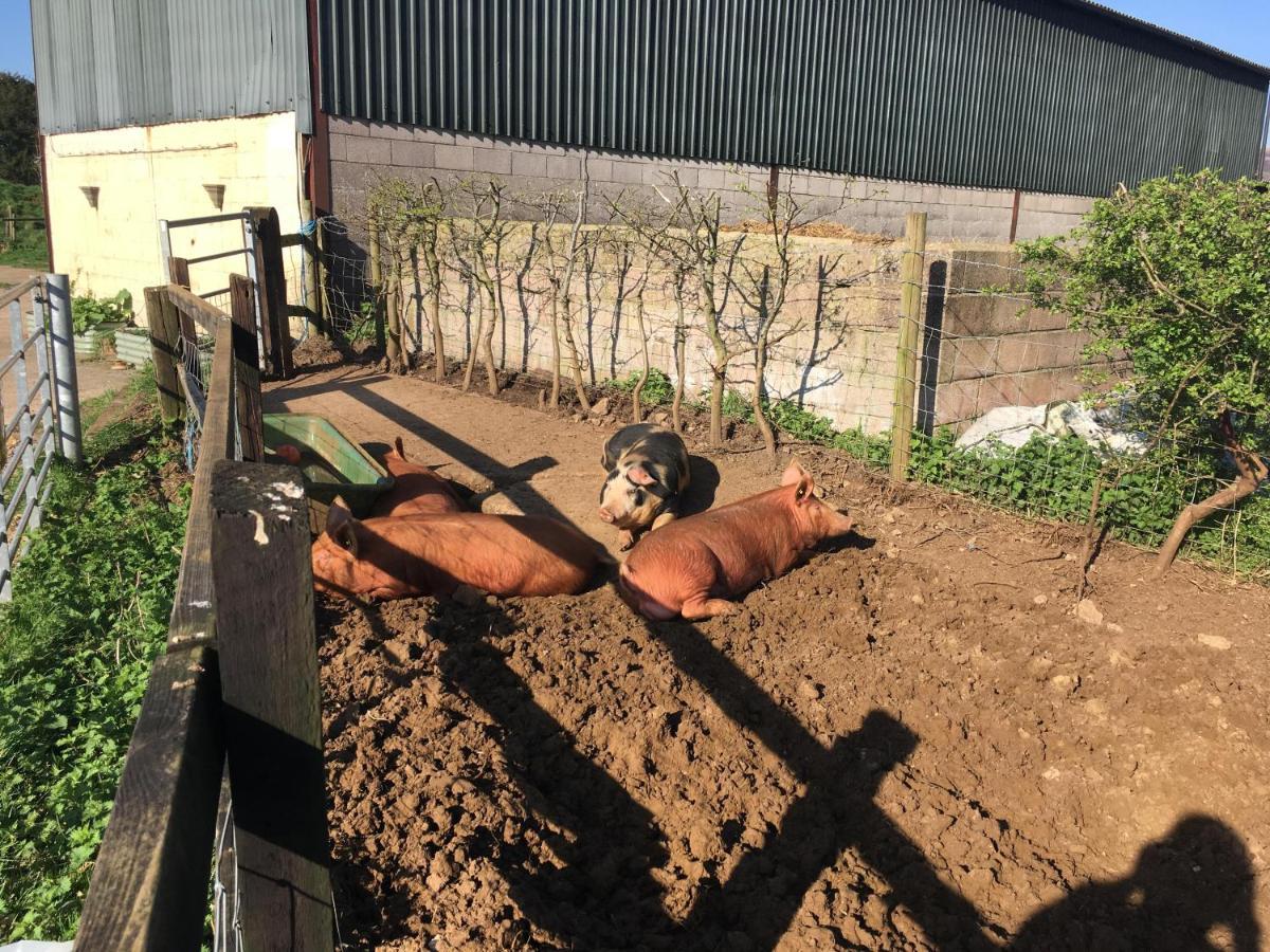 Woodcock Farm Apartman Bristol Kültér fotó