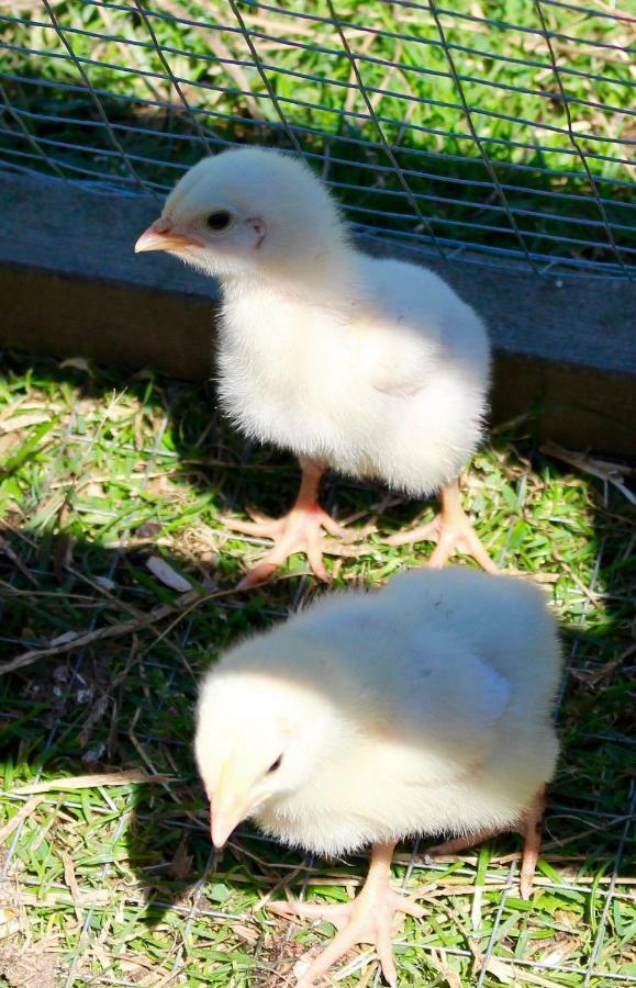 Woodcock Farm Apartman Bristol Kültér fotó