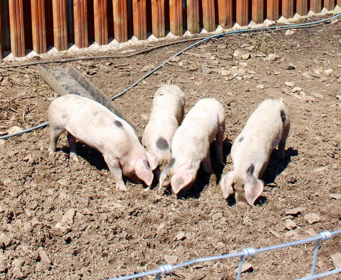 Woodcock Farm Apartman Bristol Kültér fotó